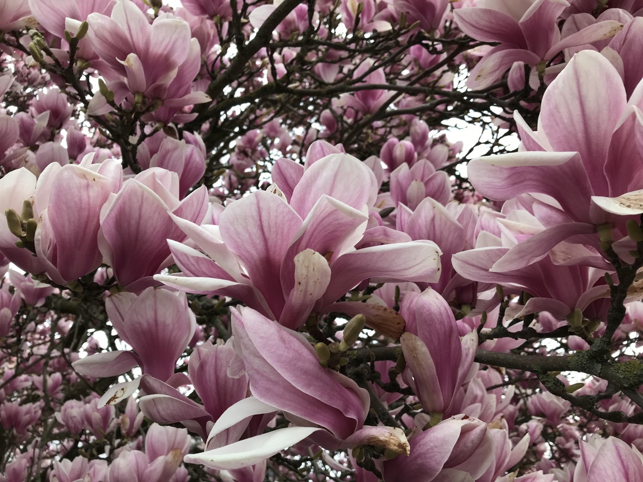 magnolia